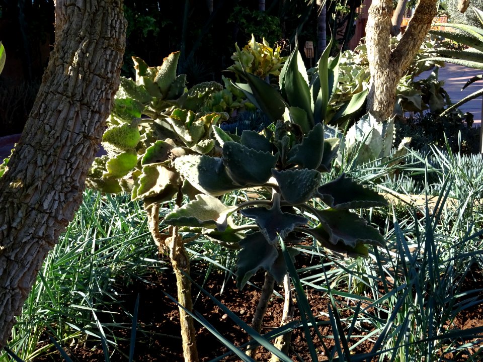 Kalanchoé de Behara, ou Kalanchoé à oreilles d'éléphant, K… 