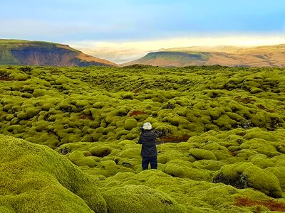 Iceland wonderland green moss photo
