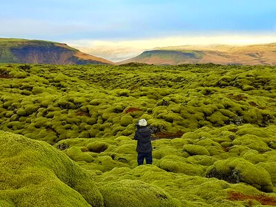 Iceland wonderland green moss