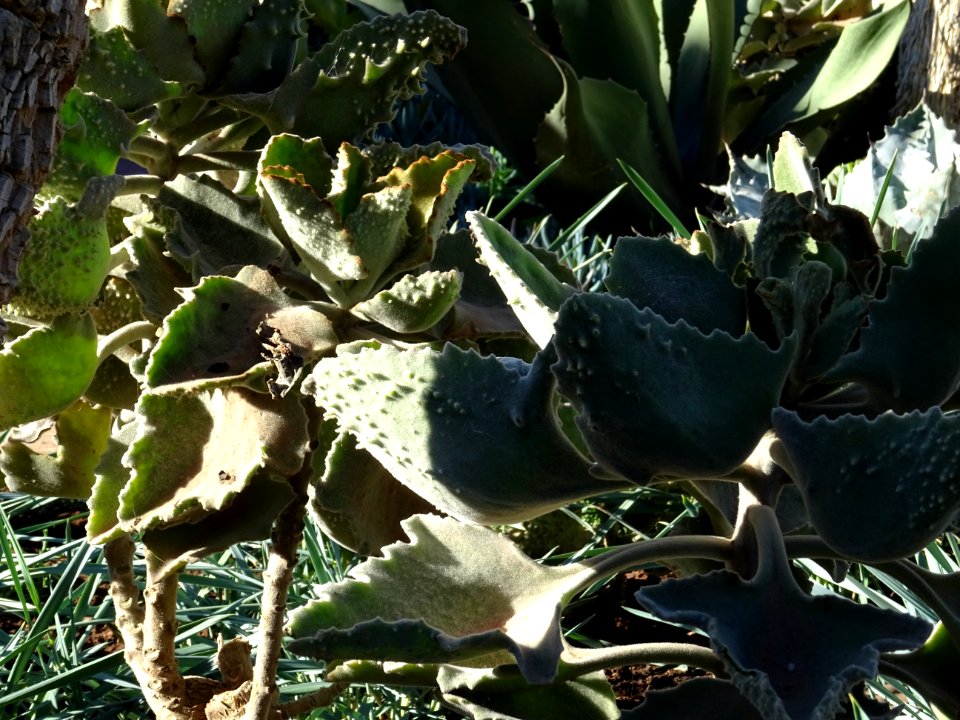 Kalanchoé de Behara, ou Kalanchoé à oreilles d'éléphant, K… 