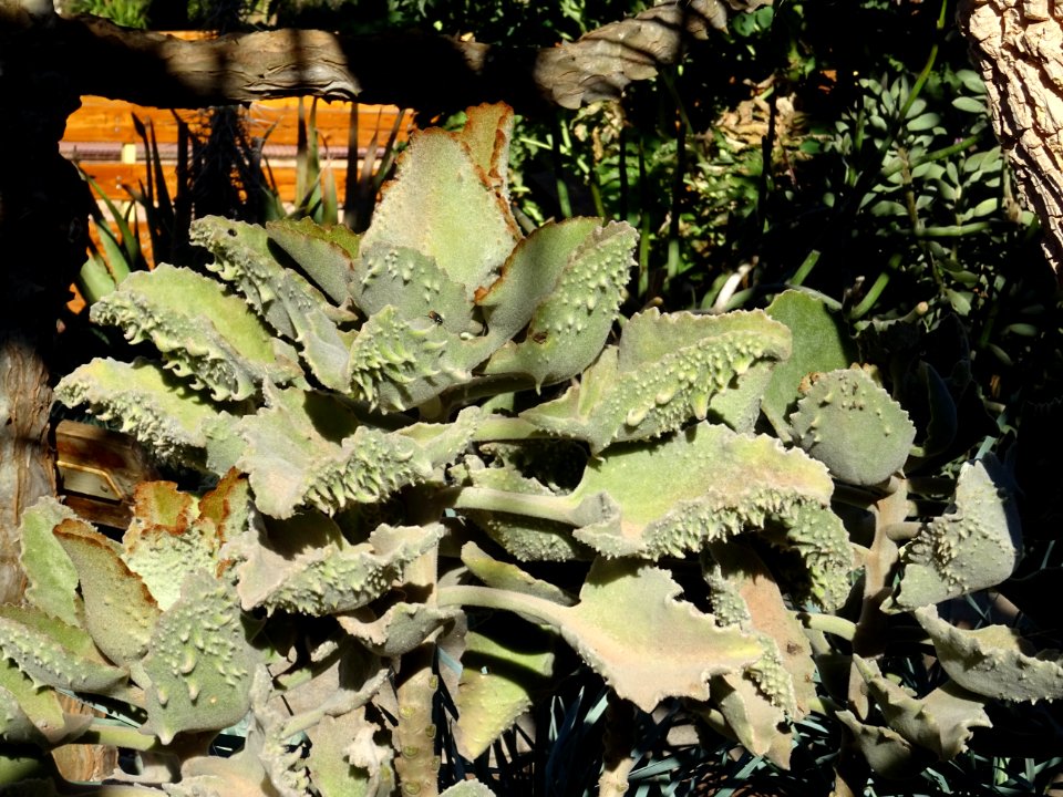 Kalanchoé de Behara, ou Kalanchoé à oreilles d'éléphant, K… 