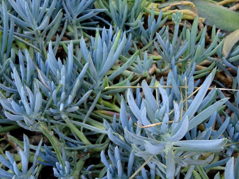 Senecio succulent, Senecio mandraliscae, Astéracées. Origi… 