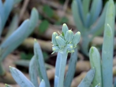 Fleurs en bouton du Senecio succulent, Senecio mandralisca… 