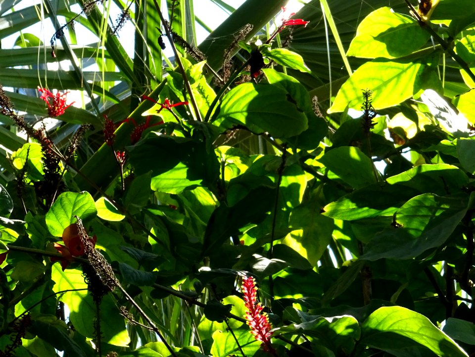 Pointe de feu, Odontonema strictum, Acanthacées. Originair… 