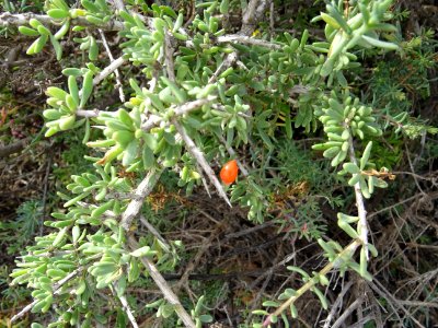Fruit du Lycium, Lycium intricatum, Solanacées 