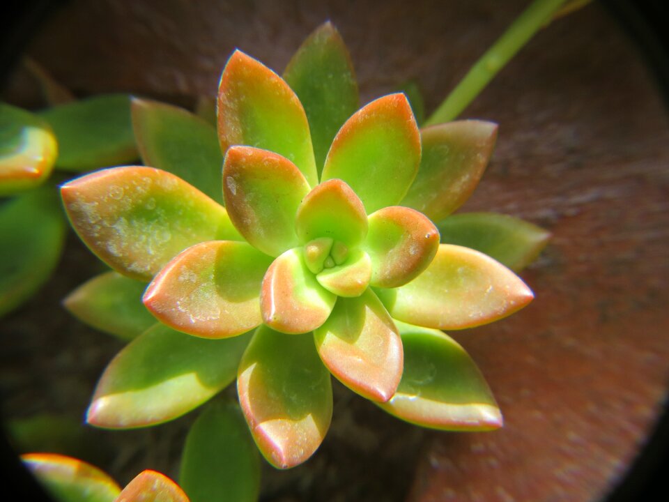 Green succulent houseplant