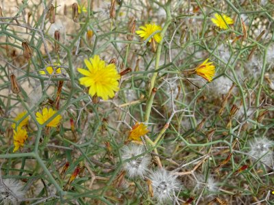 Launée arborescente, Launaea arborescens, Astéracées 