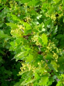 Chêne zéen ou Chêne des Canaries, Quercus canariensis, Fag… 