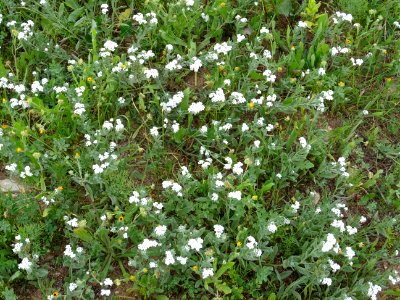 Héliotrope d'Europe, Heliotropium europaeum, Boraginacées 