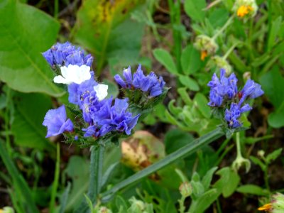 Saladelle sinuée, Limonium sinuatum, Plumbaginacées 