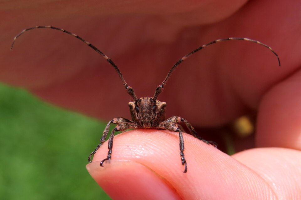 Animal invertebrate nature