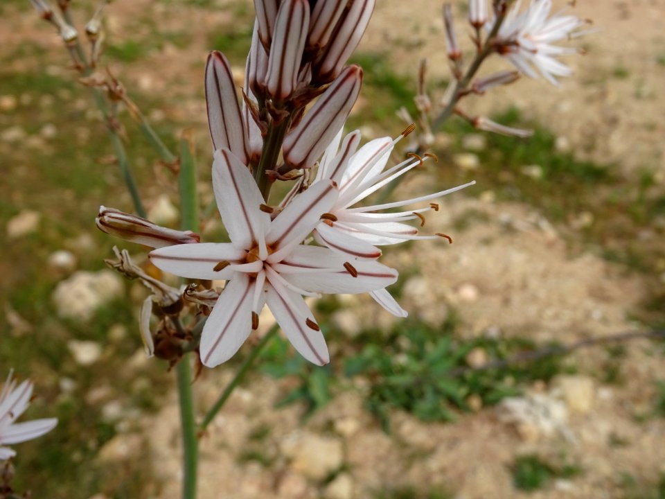Asphodèle ramifié, Asphodelus ramosus, Xanthorrhoéacées 
