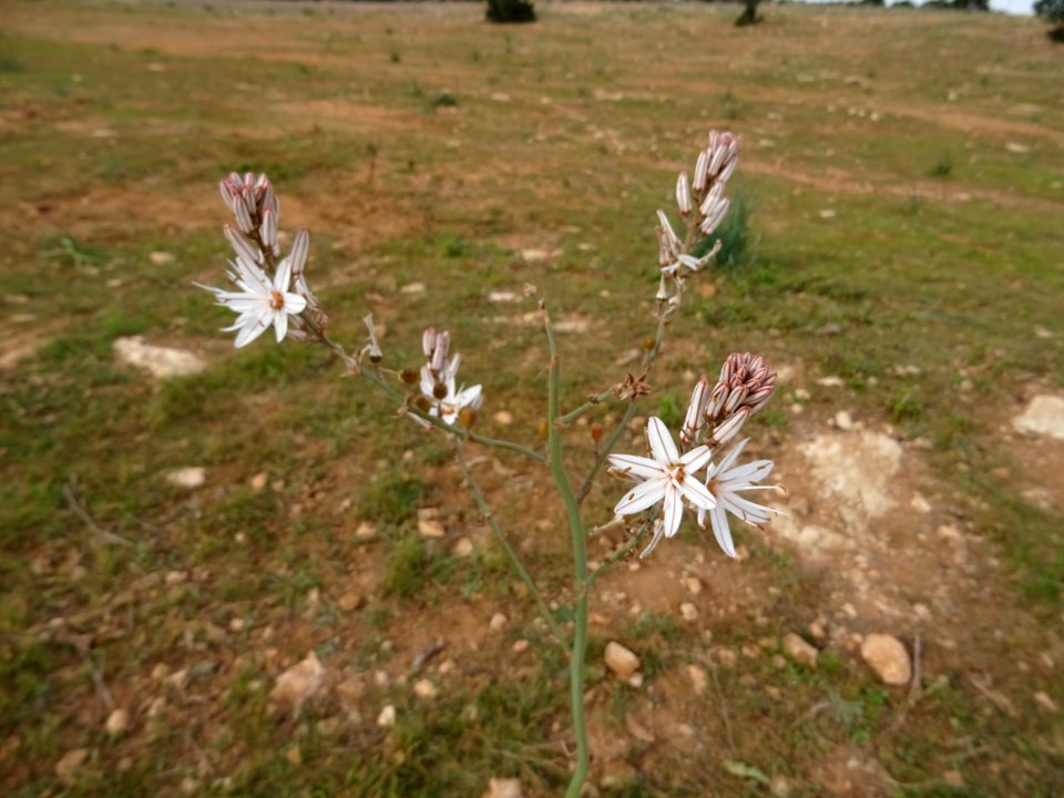 Asphodèle ramifié, Asphodelus ramosus, Xanthorrhoéacées 