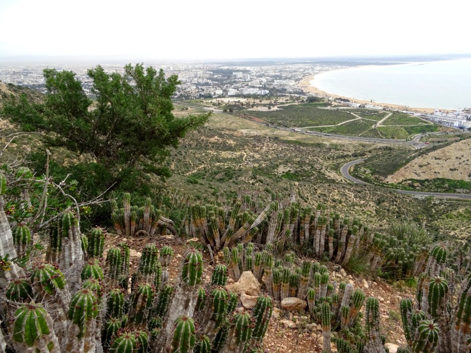 La descente de la 2ème colline s'annonce épineuse et cacte… 