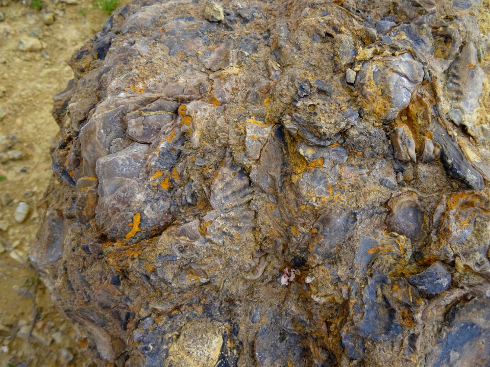 Trace de coquille fossilisée dans la roche 
