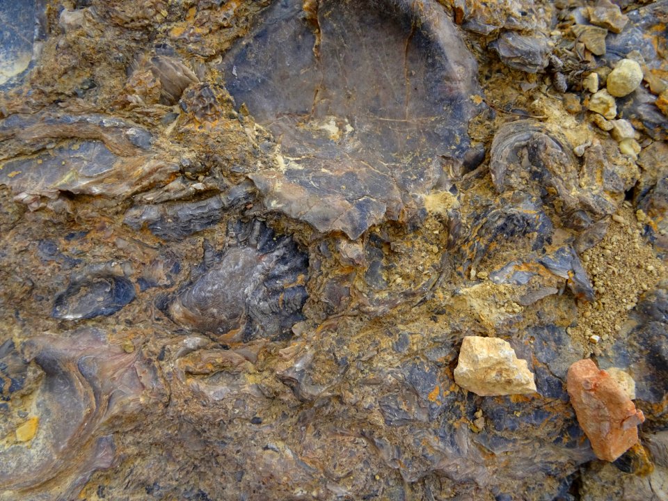 Trace de coquille fossilisée dans la roche 