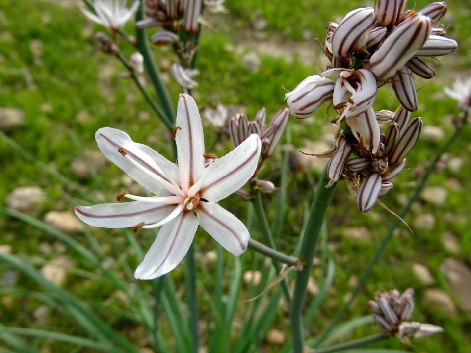 Asphodèle ramifié, Asphodelus ramosus, Xanthorrhoéacées 