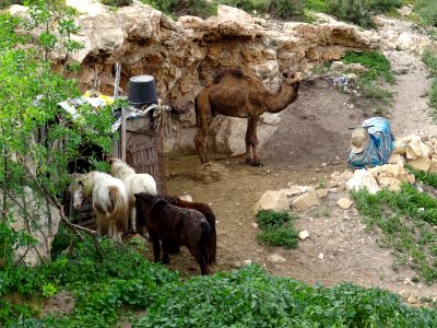 Chevaux et dromadaire 
