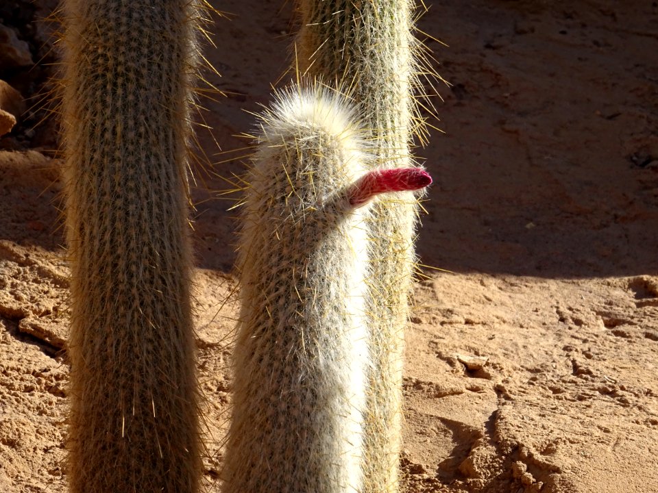 Fleur de Cleistocactus strausii, Cleistocactus strausii, C… 