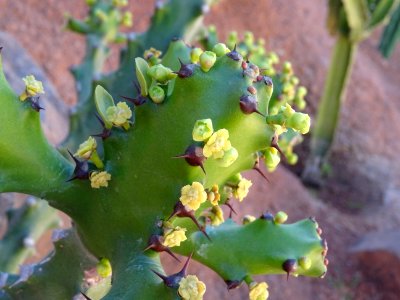 Euphorbe résinifère, Euphorbia resinifera, Euphorbiacées 