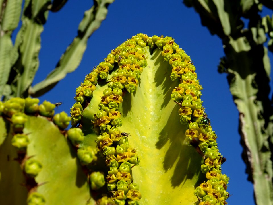 Fleurs des Euphorbe candélabre, Euphorbia candelabrum, Eup… 