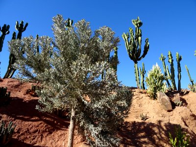 Samanta, Euphorbia stenoclada, Euphorbiacées. Originaire d… 