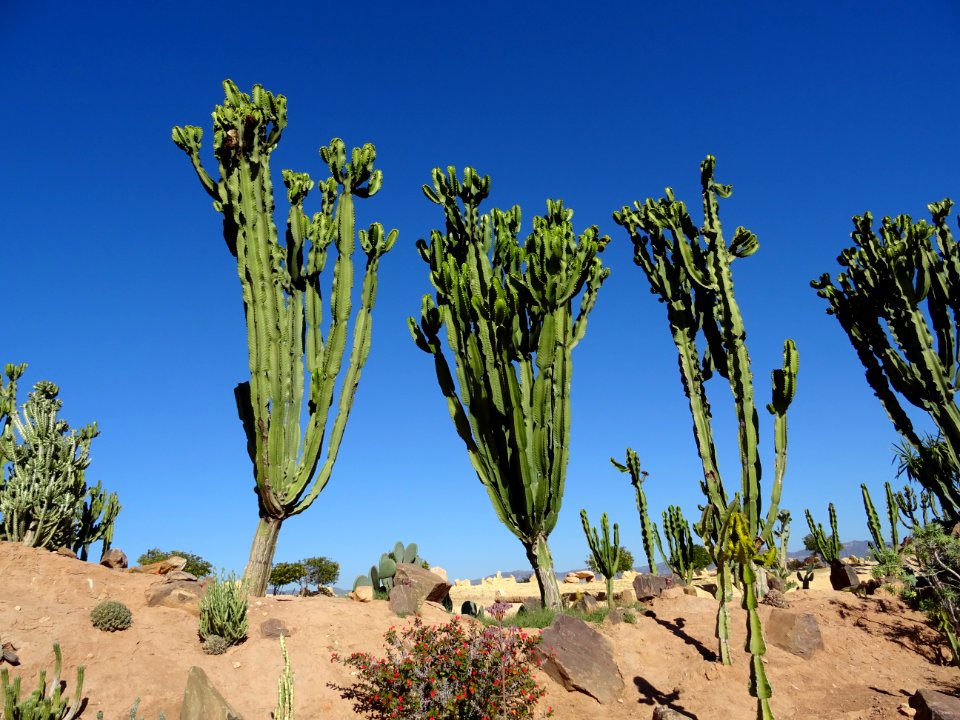 Euphorbe candélabre, Euphorbia candelabrum, Euphorbiacées.… 