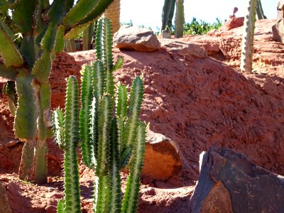 Euphorbe trigona, Euphorbia trigona, Euphorbiacées ou Euph… 