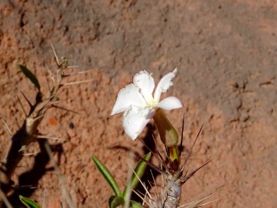 Pachypodium decaryi, Apocynacées 