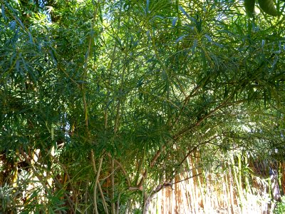 Arbre à lait ou Laurier Jaune ou Thevetia, Cascabela theve… 
