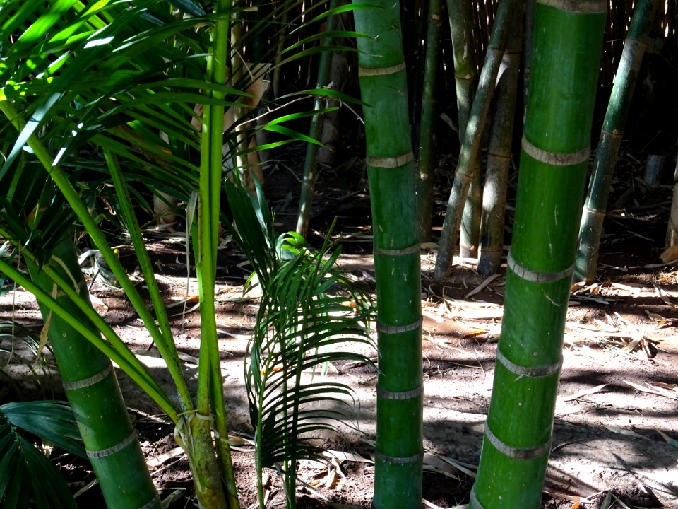 Palmiste multipliant, Dypsis lutescens, Arecacées. Origina… 