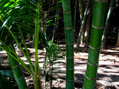 Palmiste multipliant, Dypsis lutescens, Arecacées. Origina… 