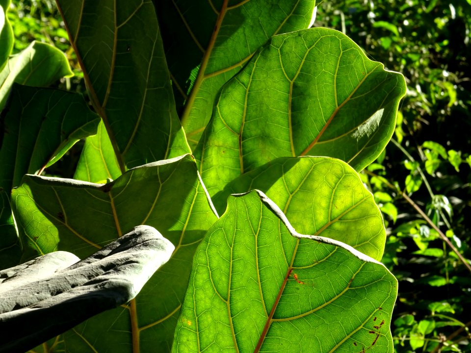 Figuier-lyre, Ficus lyrata, Moracées. Originaire de l'Afri… 