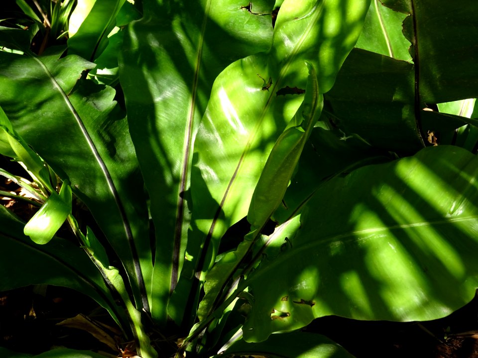 Fougère nid-d'oiseau ou Asplénie nid-d'oiseau, Asplenium n… 