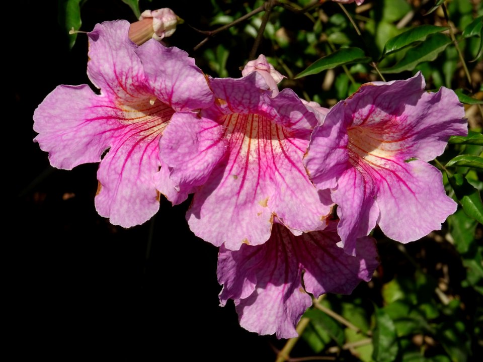 Muflier à grandes fleur ou Gueule-de-loup, Antirrhinum maj… 