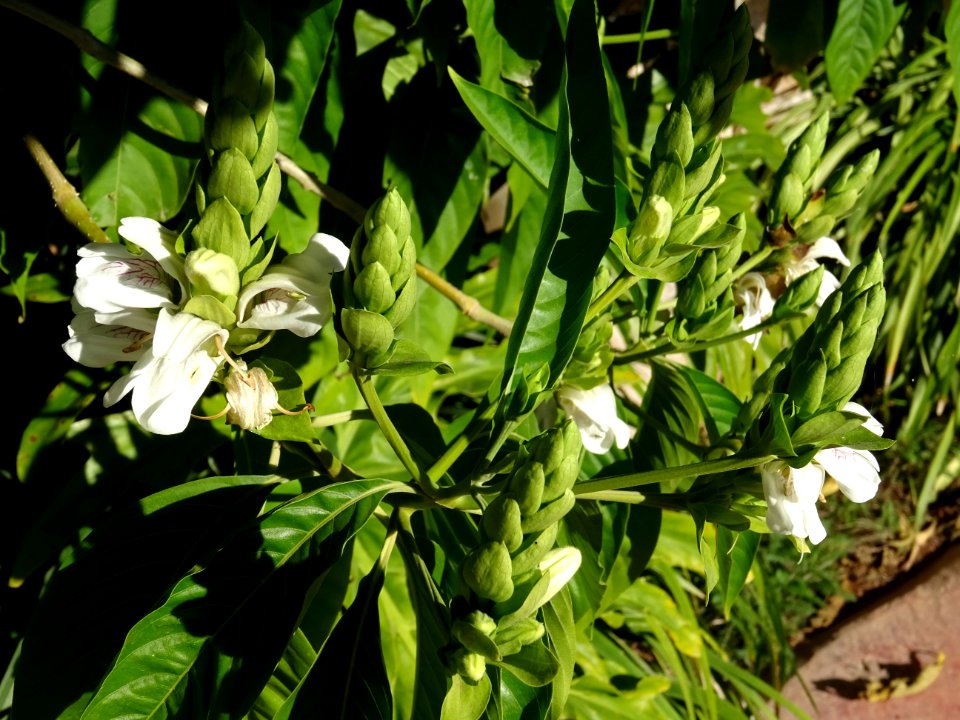 Noix de Malabar, Justicia adhatoda, Acanthacées. Originair… 