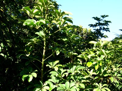 Arbre ombrelle, Schefflera arboricola, Araliacées. Origina… 