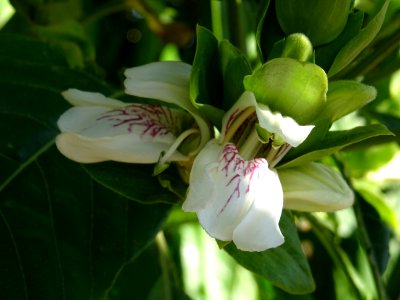 Fleurs de Noix de Malabar, Justicia adhatoda, Acanthacées.… 