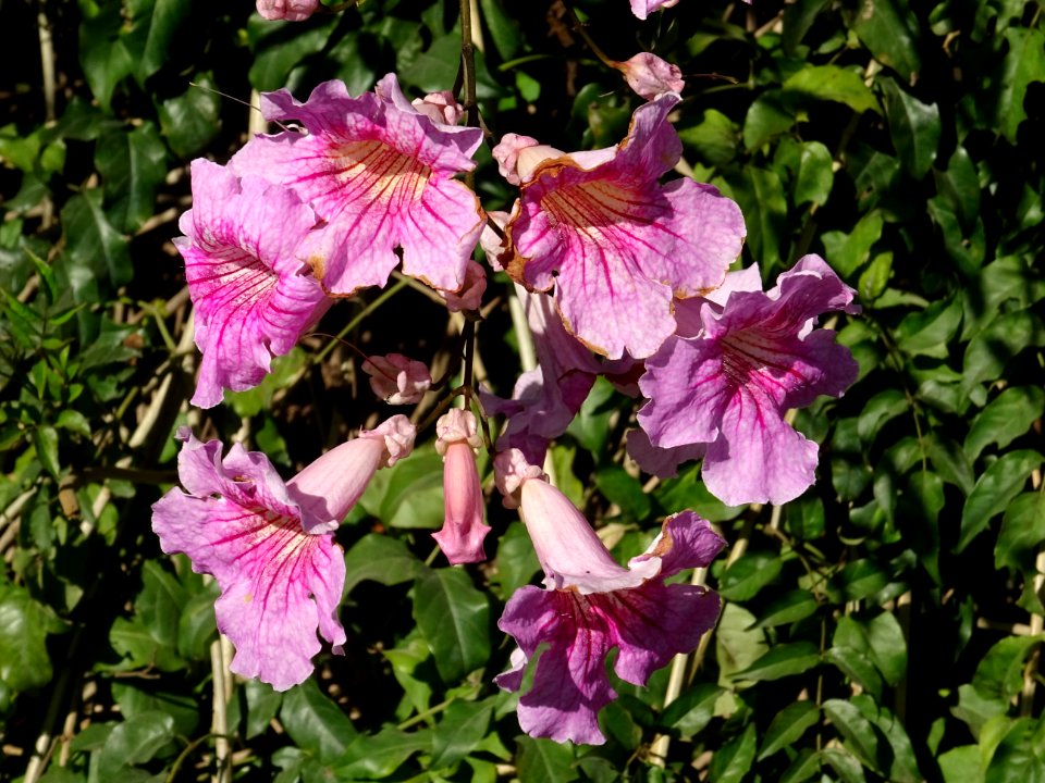 Muflier à grandes fleur ou Gueule-de-loup, Antirrhinum maj… 
