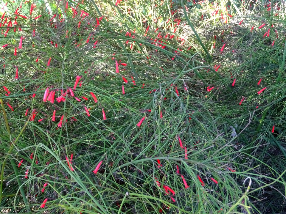 Fontaine de corail, Russelia equisetiformis, Scrophulariac… 