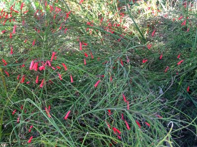 Fontaine de corail, Russelia equisetiformis, Scrophulariac… 