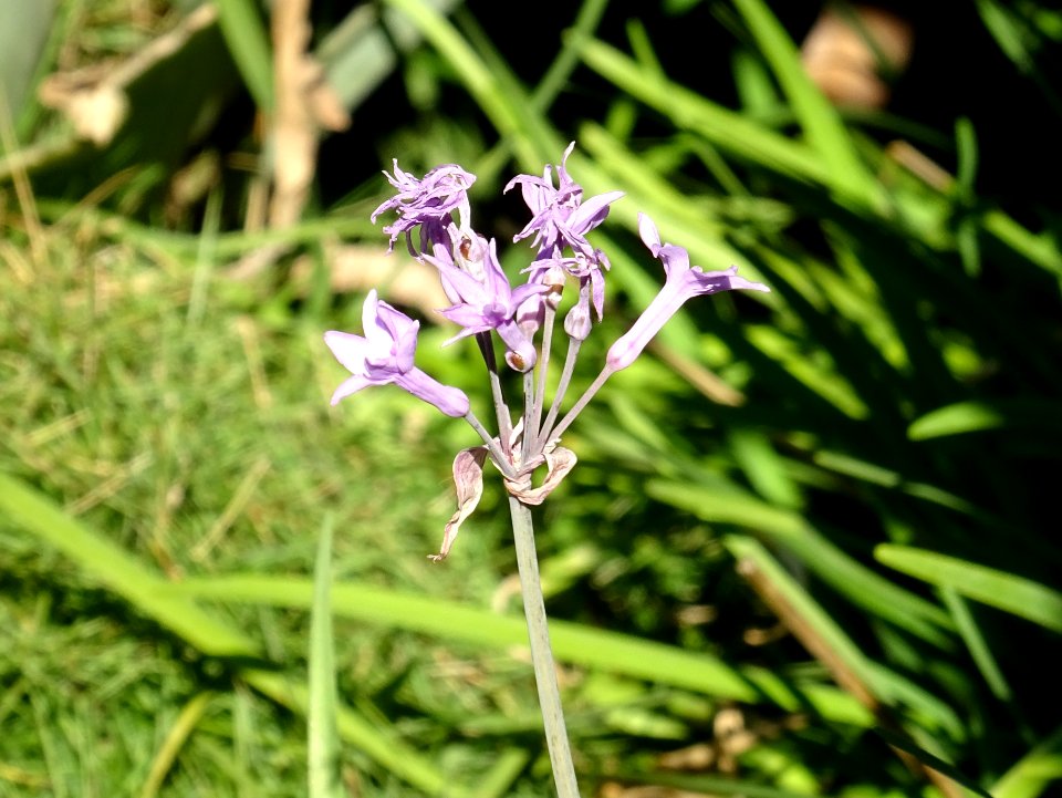Tulbaghie violette ou Ail violet, Tulbaghia violacea, Alli… 