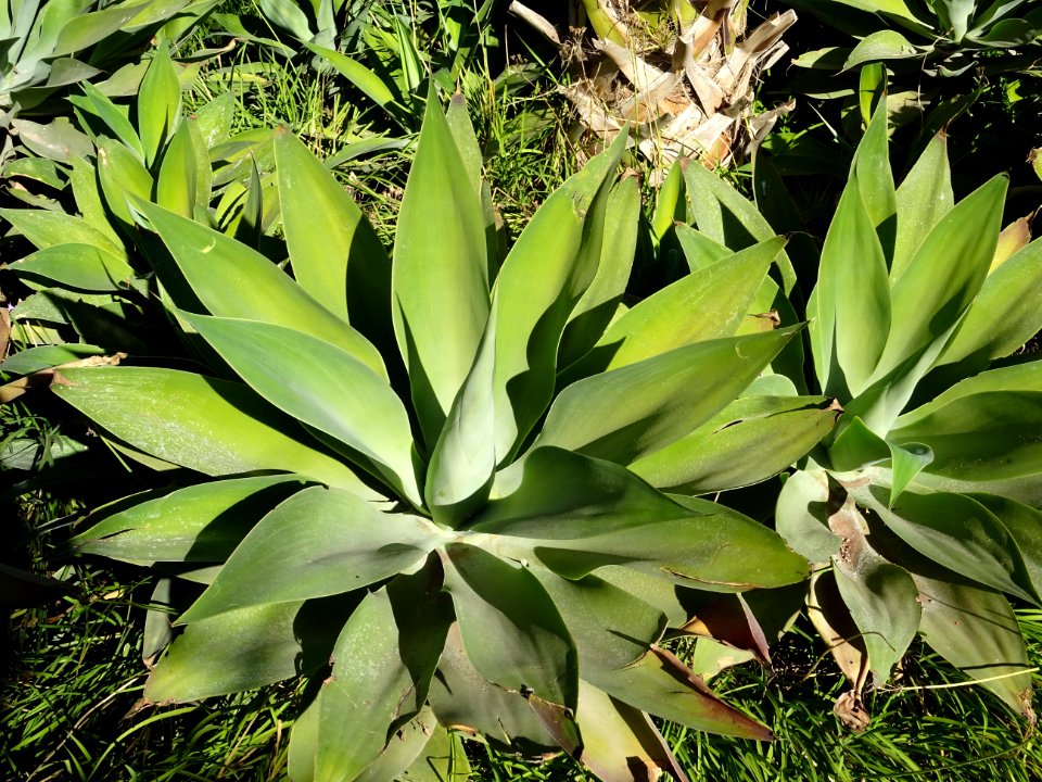 Agave à cou de cygne, Agave attenuata, Agavacées. Originai… 
