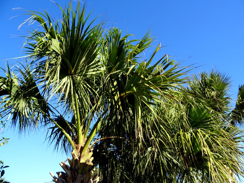 Chou palmiste ou Palmetto, Sabal palmetto, Arecacées. Orig… 
