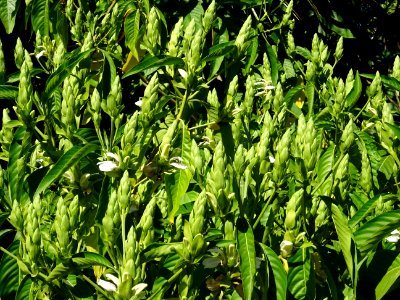 Noix de Malabar, Justicia adhatoda, Acanthacées. Originair… 