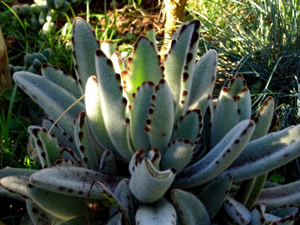 Plante panda, Kalanchoe tomentosa, Crassulacées. Originair… 