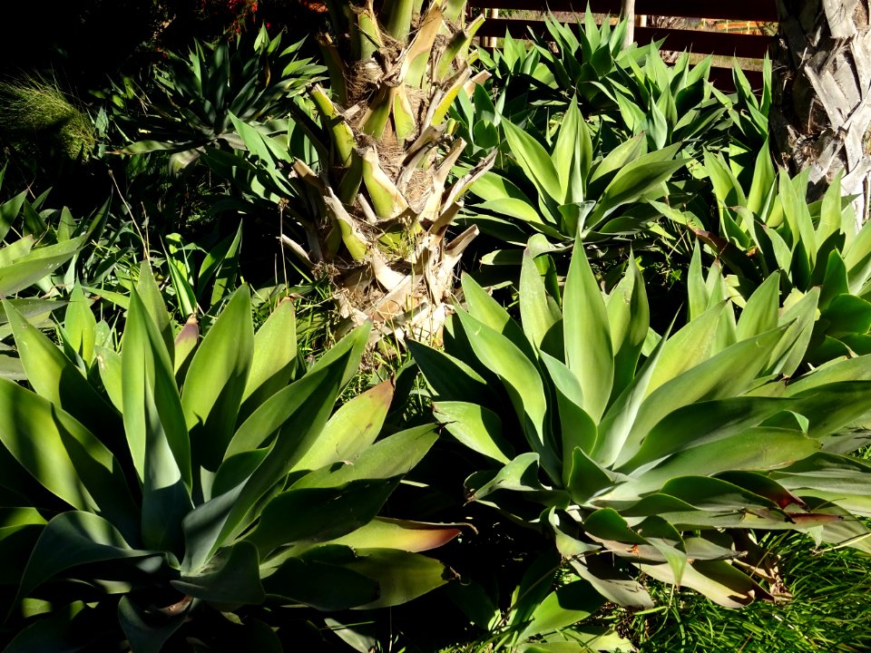 Agave à cou de cygne, Agave attenuata, Agavacées. Originai… 