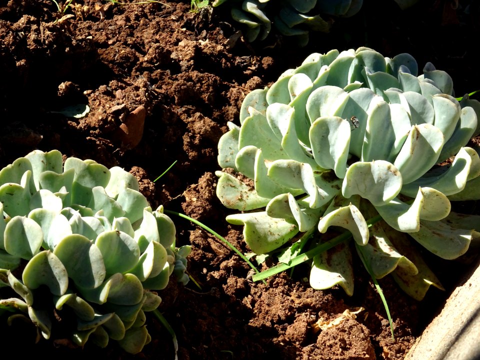 Echeveria runyonii 'Topsy Turvy', Echeveria runyonii 'Tops… 