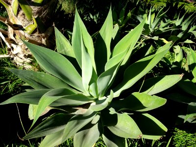 Agave à cou de cygne, Agave attenuata, Agavacées. Originai… 