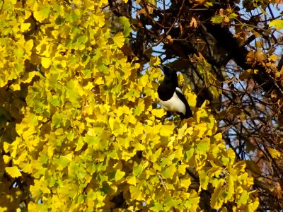 Une pie sur le Ginkgo 